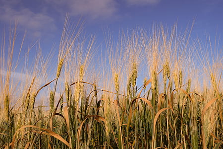 closeup photography of green and brown grass field thumbnail