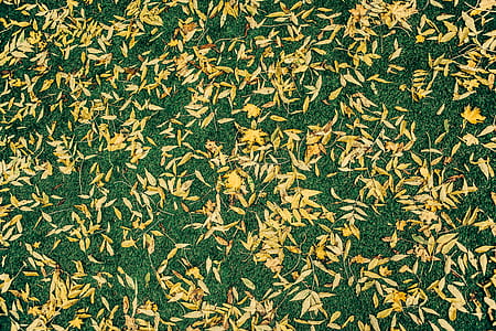 high-angle photo of yellow leaved on ground thumbnail