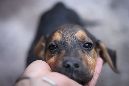 selective focus photography of smooth black and tan dachshund puppy thumbnail