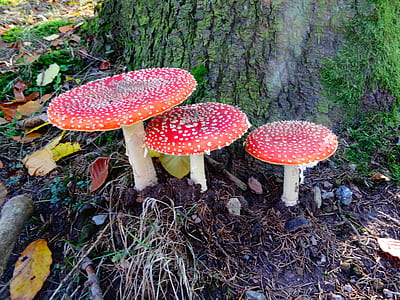 Amanita mushrooms beside tree thumbnail