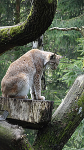 Lynx, Wildcat thumbnail