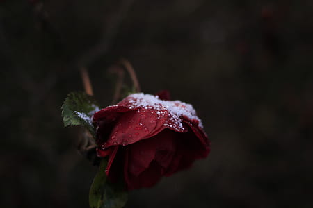 red withered rose with snow thumbnail