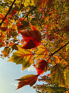 beige and orange three leaves thumbnail