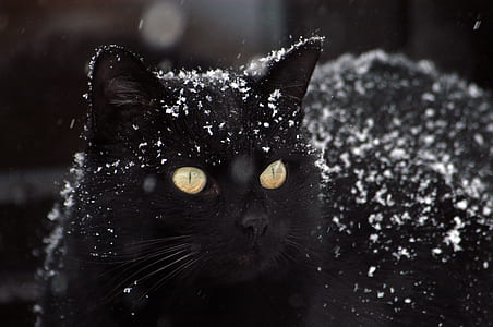 snow, winter, animal, pet thumbnail
