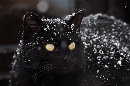 black cat covered in snow thumbnail