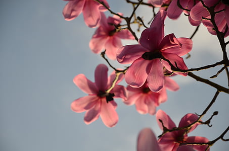 pink magnolia flowers in selective focus photography thumbnail