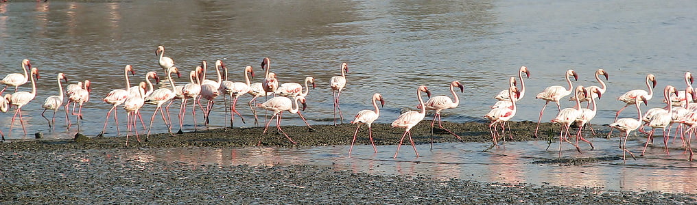flamingos on body of water thumbnail