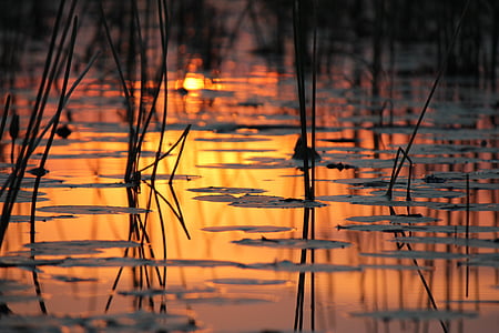close up photography of water lily pads on calm body of water thumbnail