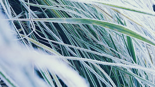 green grass thumbnail