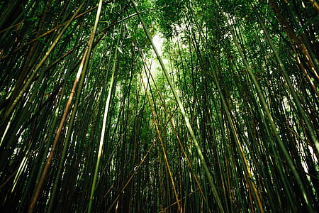low angle view of bamboo trees thumbnail