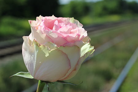 pink and white rose thumbnail