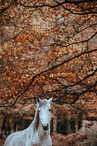 white horse thumbnail