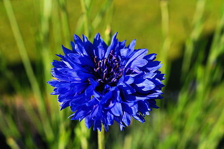 selective focus photography of blue cornflower thumbnail