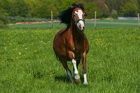 brown and white horse thumbnail