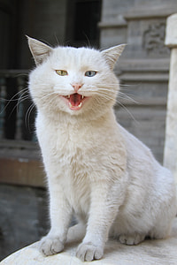 odd-eyed white cat thumbnail