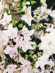 white and pink double hydrangea flowers in bloom thumbnail