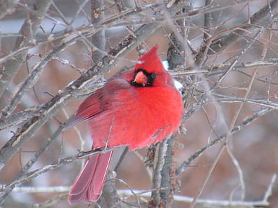 red Cardinal bird perched on tree branch thumbnail