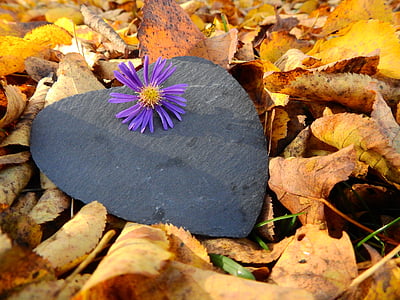 purple daisy flower on black heart board surrounded with leaves thumbnail
