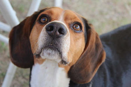 adult brown and white beagle looking up thumbnail