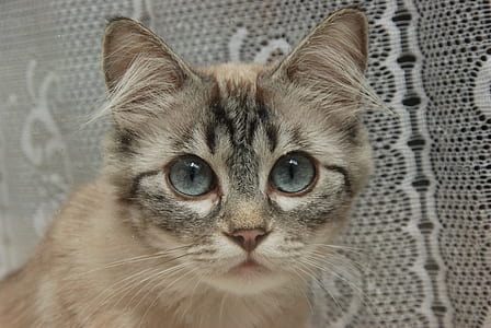 adult short-furred tan and black cat thumbnail