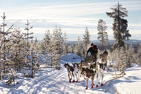two person riding sled pulling by wolves thumbnail