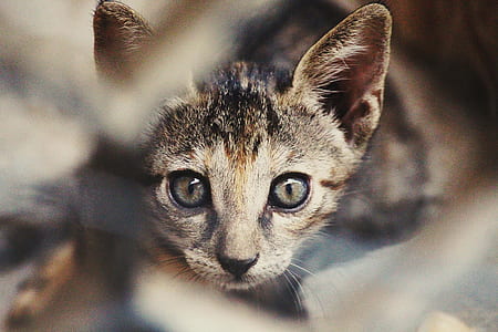 shallow focus photography of brown tabby cat thumbnail