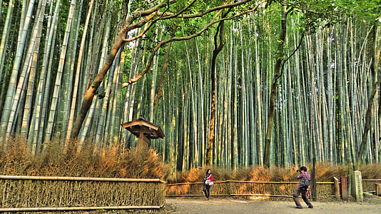 man taking a photo of a woman standing on pathway in between bamboo grass thumbnail