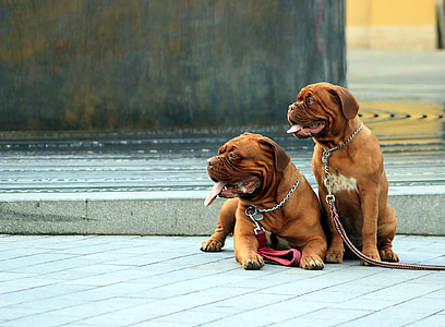 two adult tan French mastiff sitting on floor at daytime thumbnail