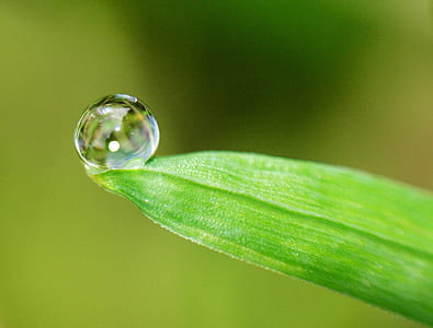 micro photoraphy of water dew on green leaf thumbnail