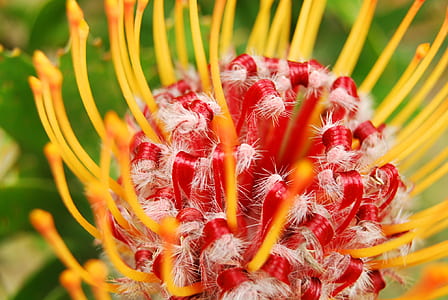 Yellow Red Petaled Flower thumbnail
