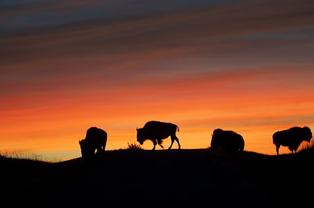 silhouette of bisons uphill thumbnail