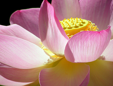macro photography of pink lotus flower thumbnail