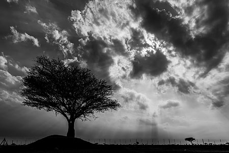 silhouette of a tree photography thumbnail