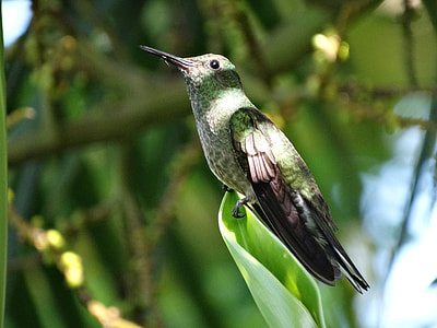 shallow focus photography of green and gray bird thumbnail