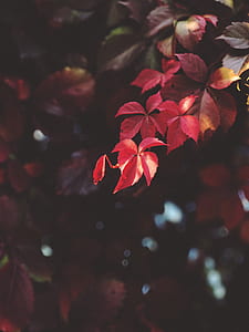 shallow focus photography of red maple leaf thumbnail