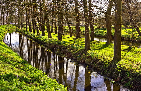 creek in between green grass and forest thumbnail