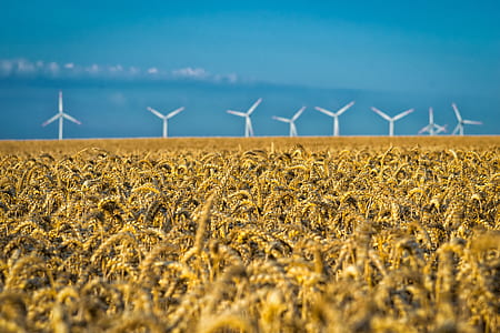 wide angle photo of brown wheat field thumbnail