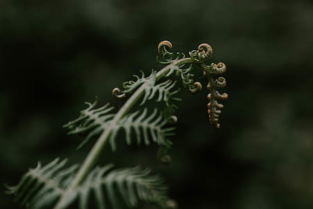 closeup photo of green leaf plant thumbnail
