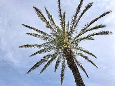 palm tree under cloudy sky during daytime thumbnail