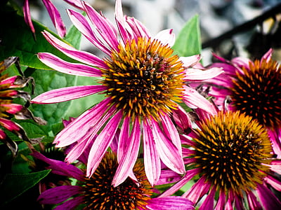 pink-and-white flowers thumbnail