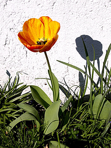 red poppy flower near wall thumbnail