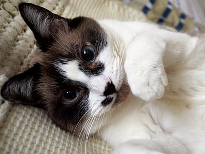 top view photography of cat thumbnail