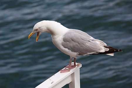 white and gray bird perched on white wooden fence outdoors thumbnail