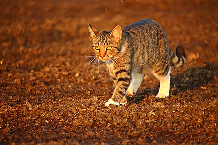 gray Tabby cat thumbnail