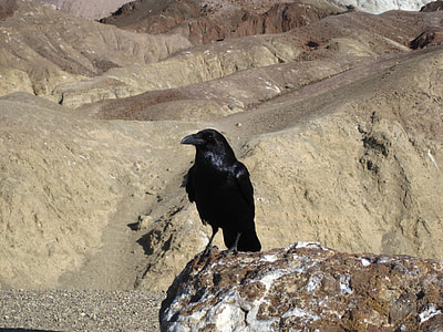 Raven perching on rack thumbnail