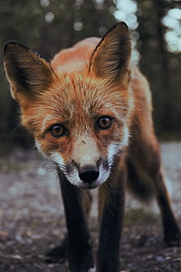 close shot of fox thumbnail