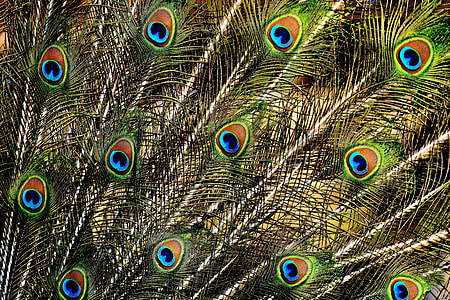 closeup photo of peacock feathers thumbnail
