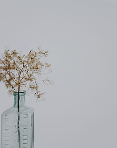 brown plant in clear glass bottle thumbnail