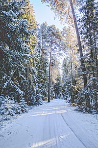 snow filled pathway between tall dtrees thumbnail