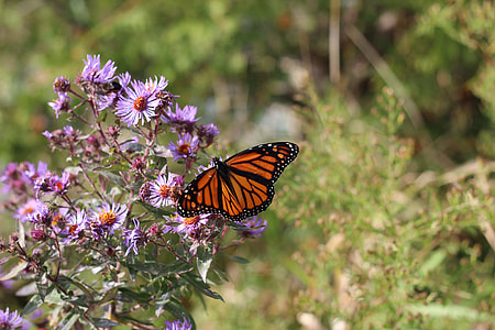 Monarch Butterfly perched on pink flower at daytime thumbnail